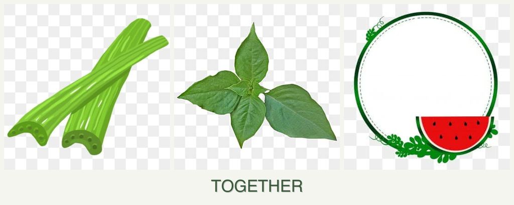 Can you plant celery, basil and watermelons together?