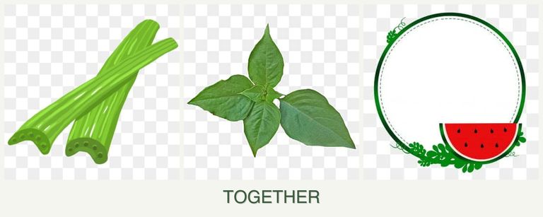 Can you plant celery, basil and watermelons together?