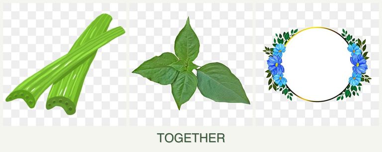 Can you plant celery, basil and zinnias together?