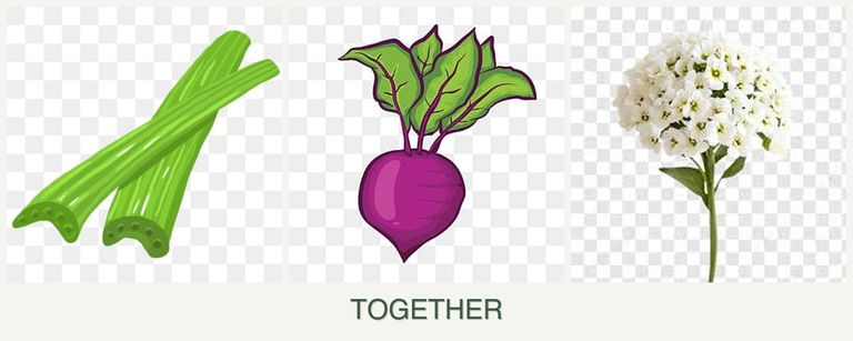 Can you plant celery, beets and alyssum together?