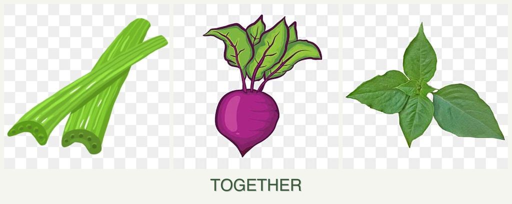 Can you plant celery, beets and basil together?