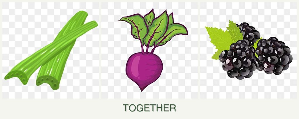 Can you plant celery, beets and blackberries together?