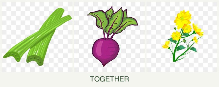 Can you plant celery, beets and calendula together?
