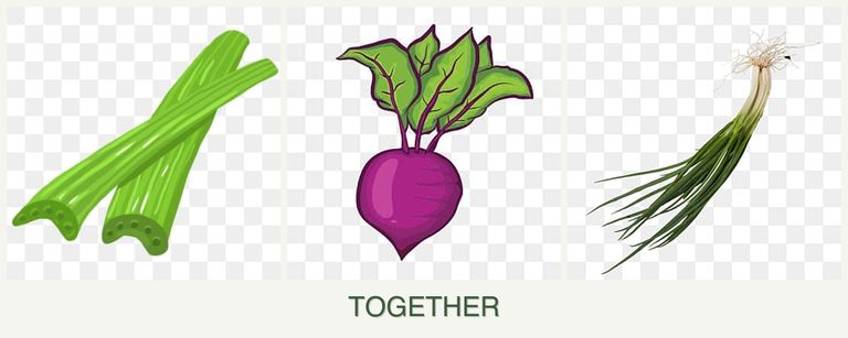 Can you plant celery, beets and chives together?