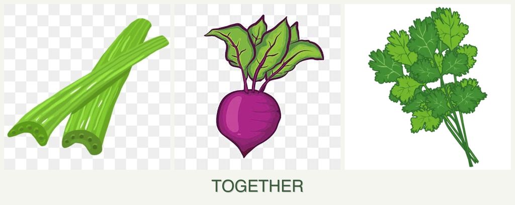 Can you plant celery, beets and cilantro together?