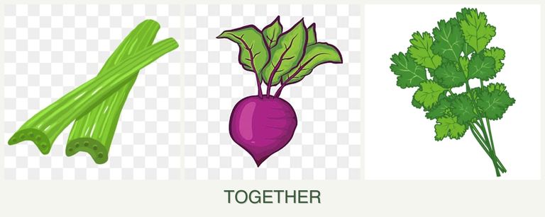 Can you plant celery, beets and cilantro together?