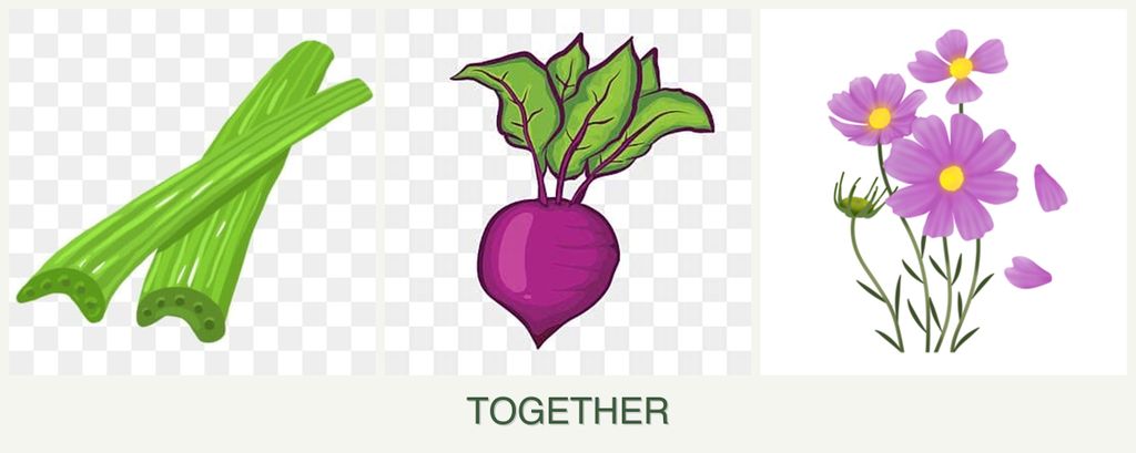 Can you plant celery, beets and cosmos together?