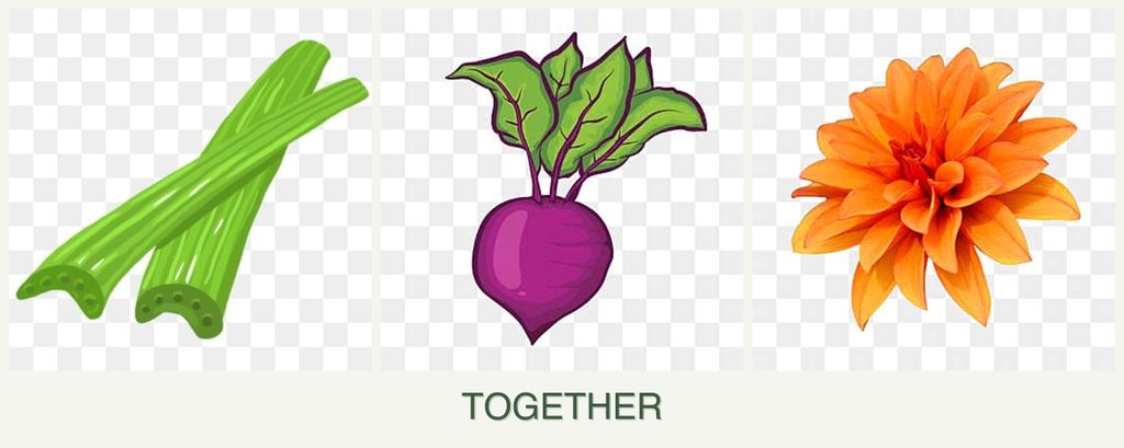Can you plant celery, beets and dahlias together?
