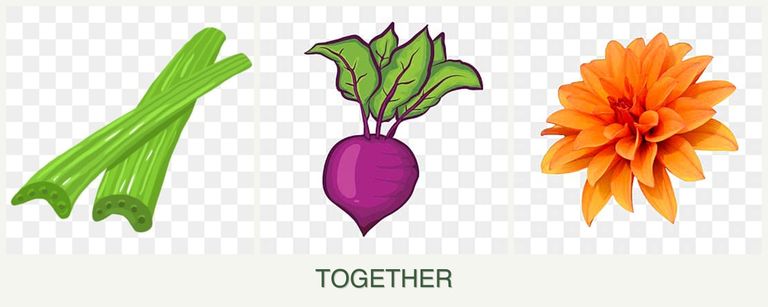 Can you plant celery, beets and dahlias together?