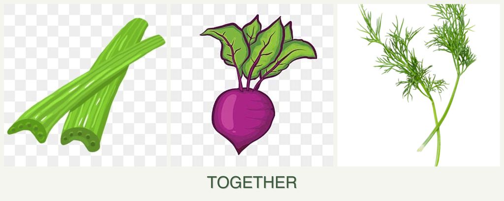 Can you plant celery, beets and dill together?