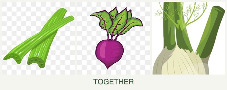 Can you plant celery, beets and fennel together?
