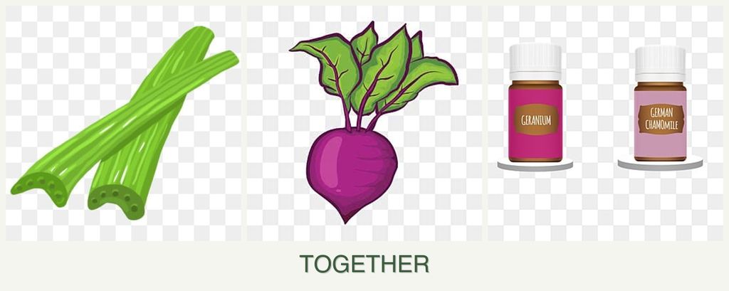 Can you plant celery, beets and geraniums together?