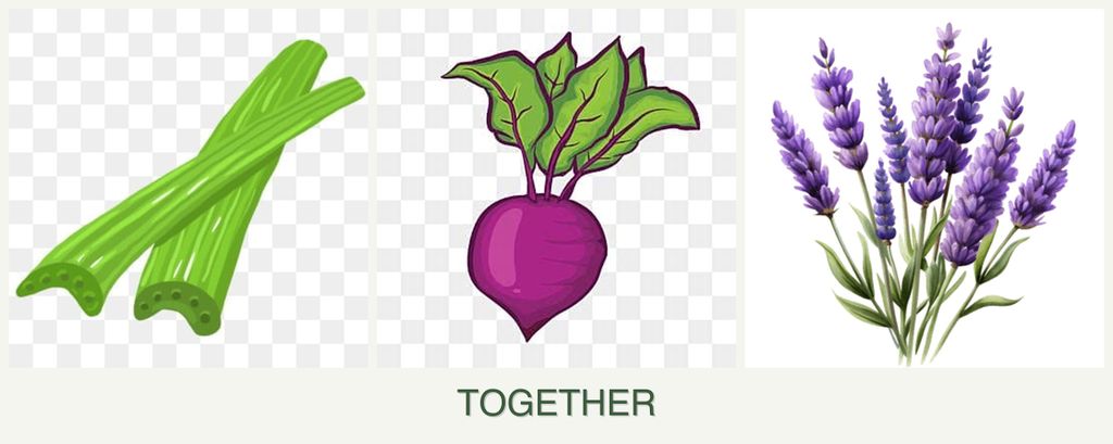 Can you plant celery, beets and lavender together?