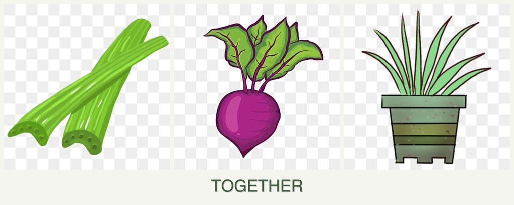 Can you plant celery, beets and lemongrass together?