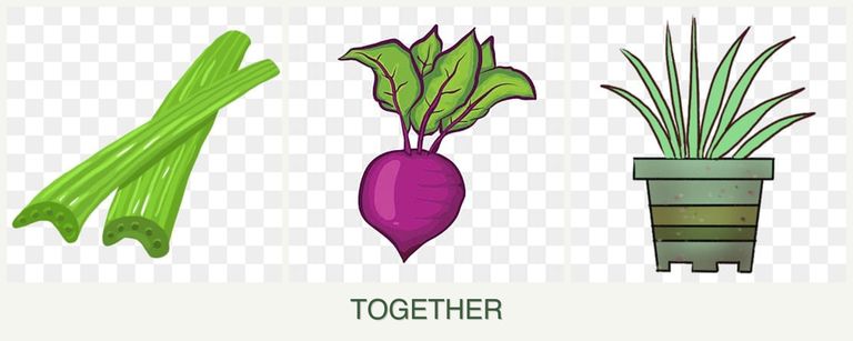 Can you plant celery, beets and lemongrass together?