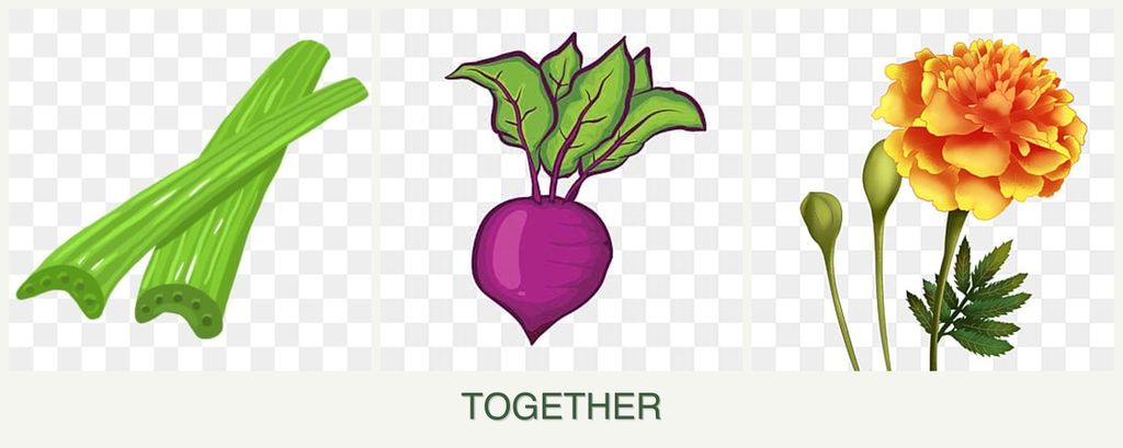 Can you plant celery, beets and marigolds together?