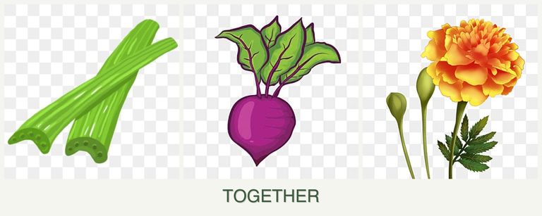 Can you plant celery, beets and marigolds together?