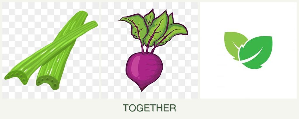 Can you plant celery, beets and mint together?