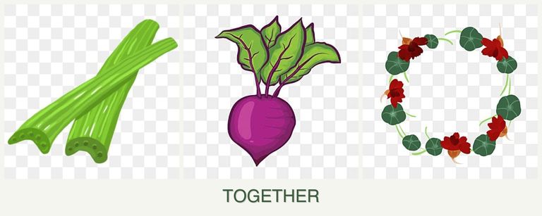 Can you plant celery, beets and nasturtiums together?