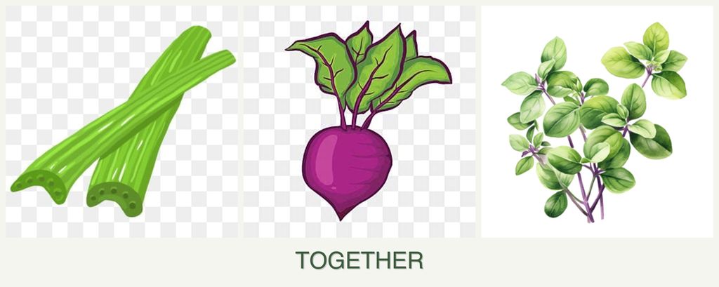 Can you plant celery, beets and oregano together?
