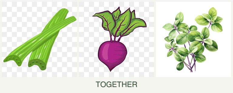 Can you plant celery, beets and oregano together?