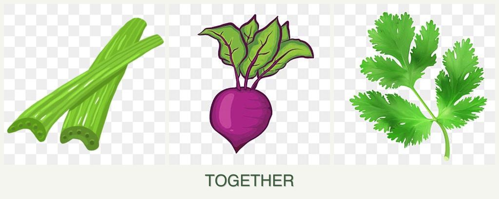 Can you plant celery, beets and parsley together?
