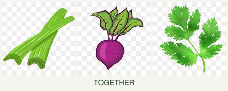 Can you plant celery, beets and parsley together?