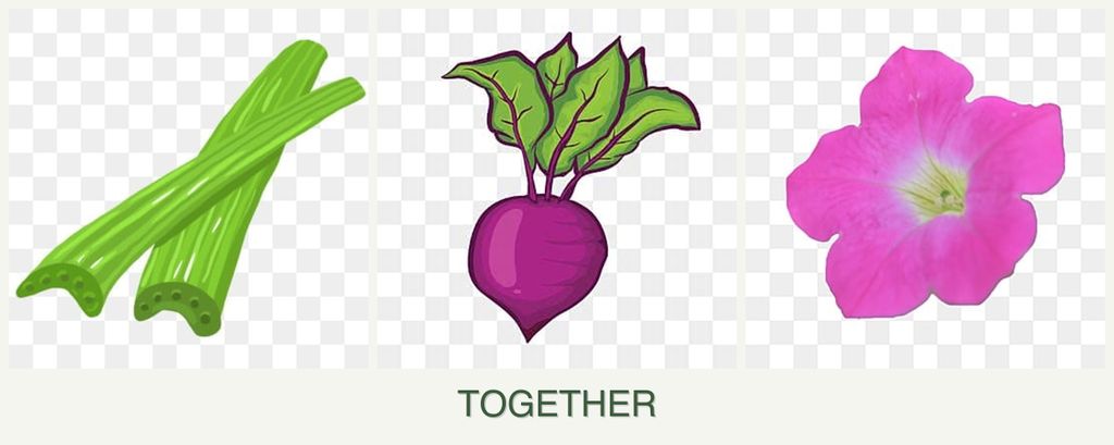 Can you plant celery, beets and petunias together?