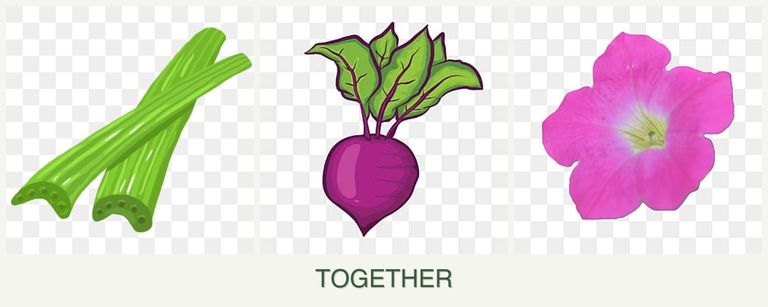 Can you plant celery, beets and petunias together?