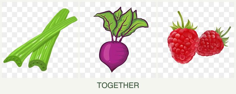 Can you plant celery, beets and raspberries together?