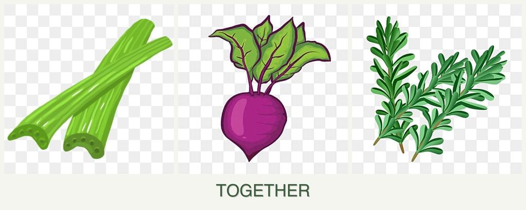 Can you plant celery, beets and rosemary together?