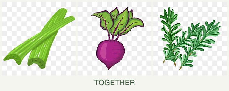 Can you plant celery, beets and rosemary together?