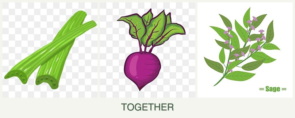 Can you plant celery, beets and sage together?