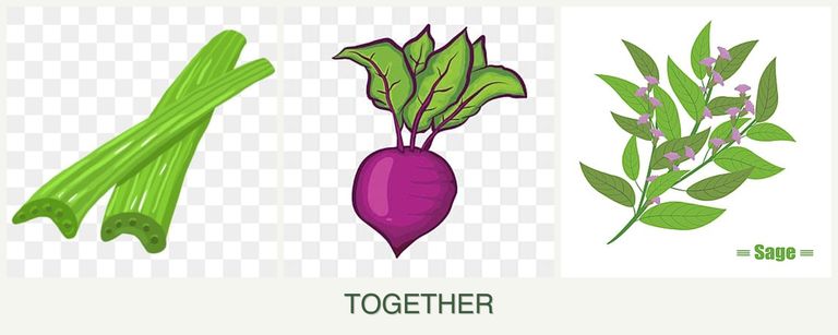 Can you plant celery, beets and sage together?