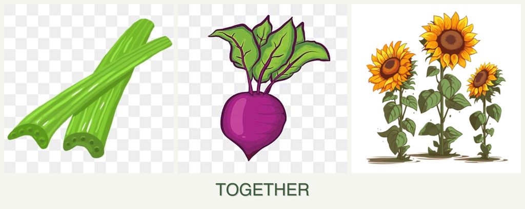 Can you plant celery, beets and sunflowers together?