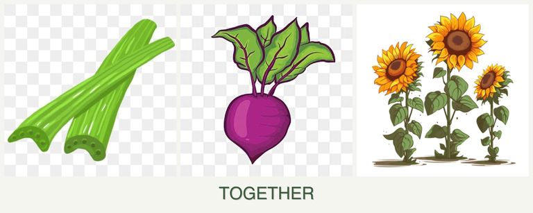 Can you plant celery, beets and sunflowers together?