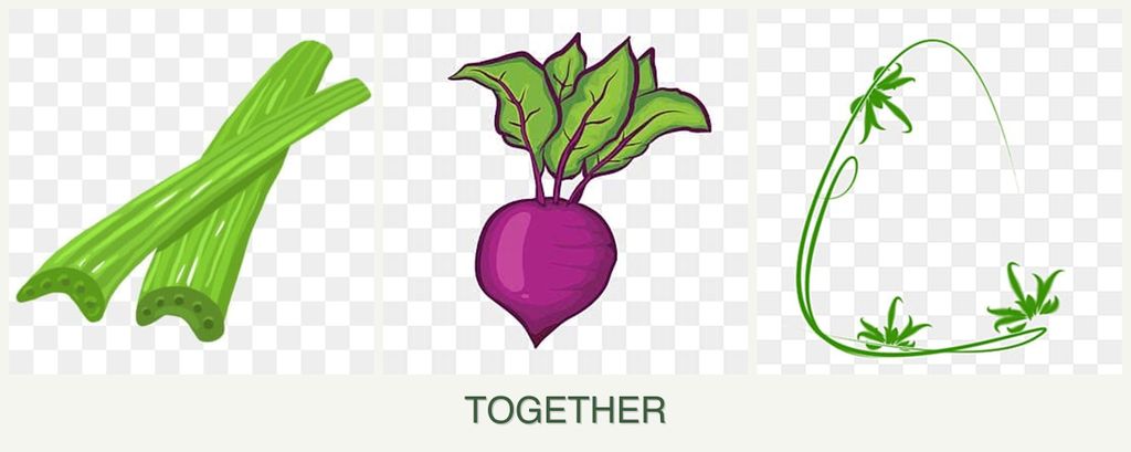 Can you plant celery, beets and tarragon together?