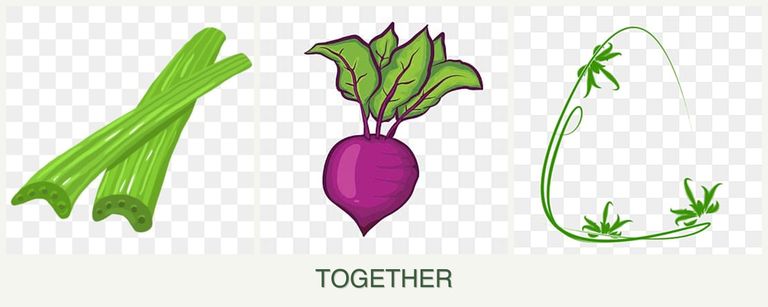 Can you plant celery, beets and tarragon together?