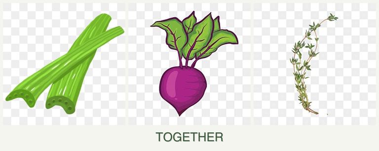 Can you plant celery, beets and thyme together?