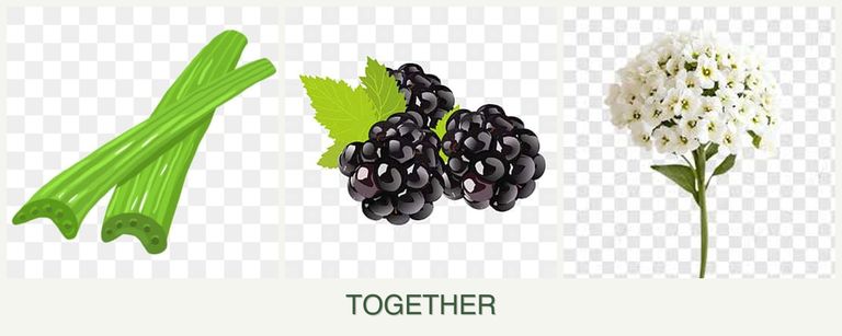 Can you plant celery, blackberries and alyssum together?