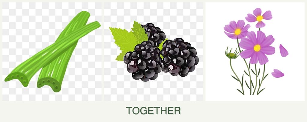 Can you plant celery, blackberries and cosmos together?