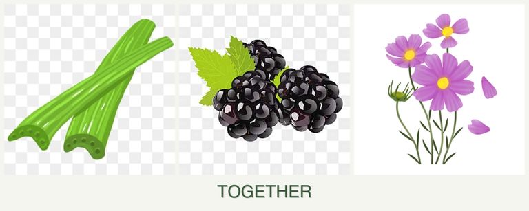 Can you plant celery, blackberries and cosmos together?