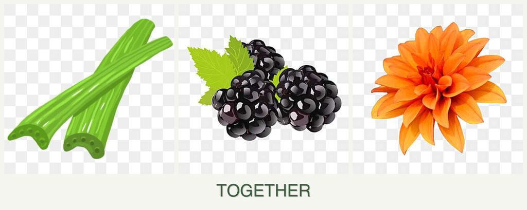Can you plant celery, blackberries and dahlias together?