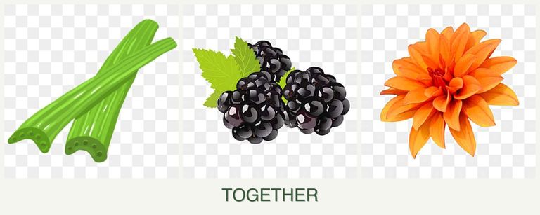 Can you plant celery, blackberries and dahlias together?