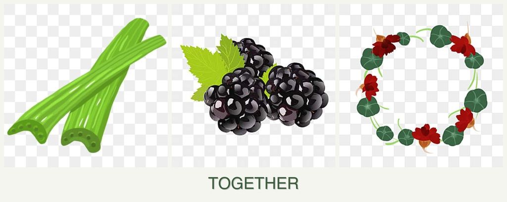 Can you plant celery, blackberries and nasturtiums together?
