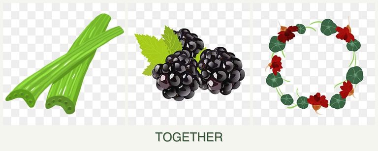 Can you plant celery, blackberries and nasturtiums together?