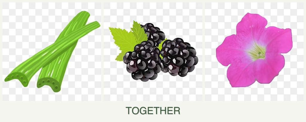 Can you plant celery, blackberries and petunias together?