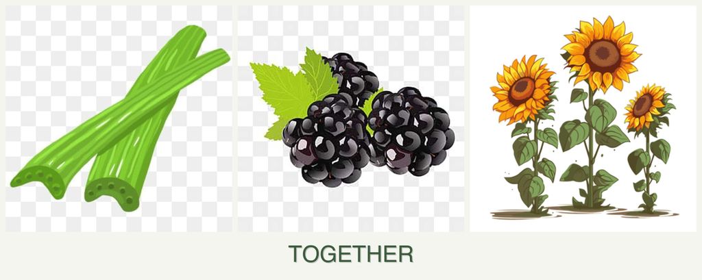 Can you plant celery, blackberries and sunflowers together?