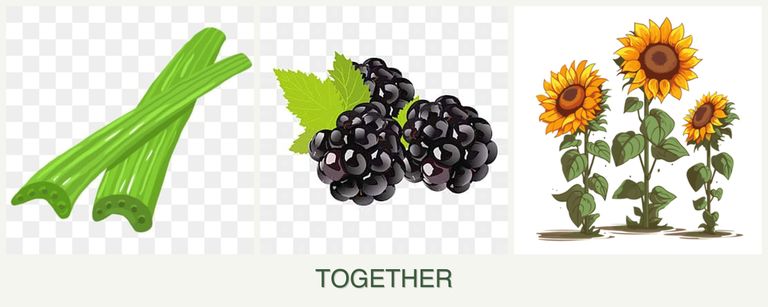 Can you plant celery, blackberries and sunflowers together?