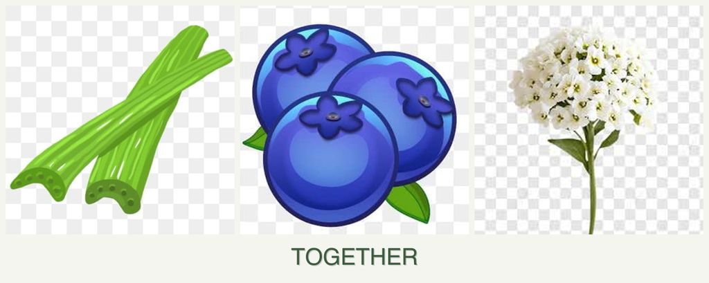 Can you plant celery, blueberries and alyssum together?